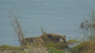 subadult naps near the grassy point 9/15/2018