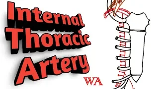 Internal Thoracic Artery [World of Anatomy]