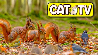 Cat TV 😸 Birds for Cats to Watch 😸 Little Birds visit the Bird Feeders 🕊️ Videos for Cats 3 Hours