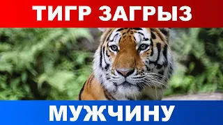 Тигр загрыз мужчину в Советско-Гаванском районе Хабаровского края