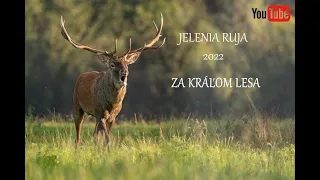 VLOG #13 - JELENIA RUJA 2022 - ZA KRÁĽOM LESA / 4K + TITULKY