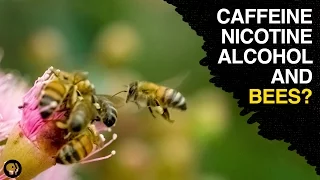 Are Bees the Addicts of the Animal Kingdom?