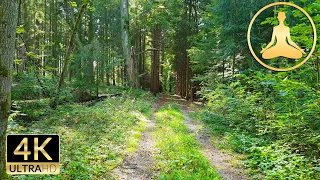 Virtual Forest Walk (4K 60fps nature)