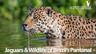 Jaguars & Wildlife of Brazil's Pantanal - Photo Tour