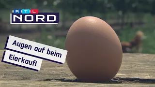 Bio-Eier: So werden die Hühner gehalten