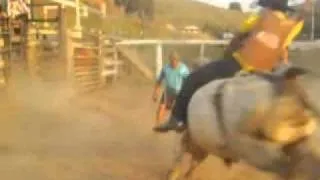 um touro derrubando o ricardo(cowboy)