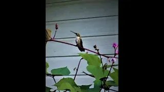 Ruby Throated Humming Bird- Determining Male or Female and Other Fun Facts