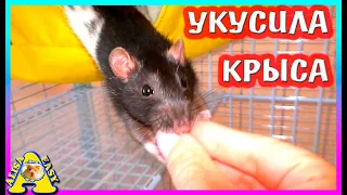 Домашние КРЫСЫ ВОНЯЮТ? / Дружат ли КРЫСЫ и КОТ? / КАК ЧАСТО УБИРАТЬ У КРЫС? / Alisa Easy Pets