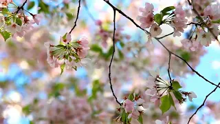 Футаж 🌸 Цветет черешня 🌸 Background cherry blossoms