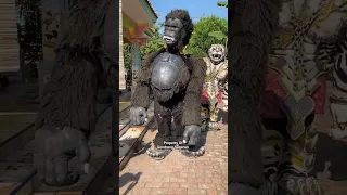 Cara memakai kostum kingkong viral putra pai muda