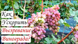 Как ускорить вызревание ягод винограда