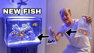 BUYING NEW SALTWATER FISH for AQUARIUM!?!