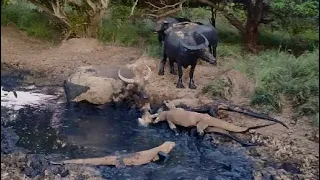 Female Buffalo Tries to Protect Her Calf from Komodo Dragons