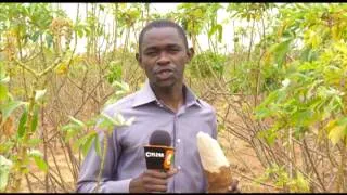 Smart Farm: Cassava Farming