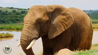 elephant king of the jungle best videos.