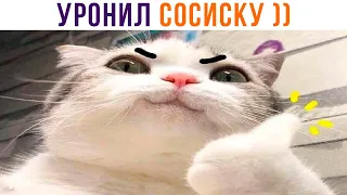 КОТ, КОГДА Я УРОНИЛ СОСИСКУ ))) Приколы | Мемозг 1104