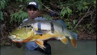 TOP 3 BIGGEST PEACOCK BASS CAUGHT ON YOUTUBE (compilation)