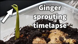 4K time-lapse of edible ginger plant (Zingiber officinale) growing over 23 days