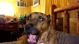 Squeaky dog yawn