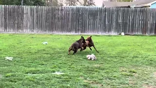 Pepper Anne playing by the pool with friend