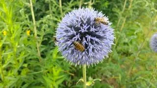 Bees pollination mega video!