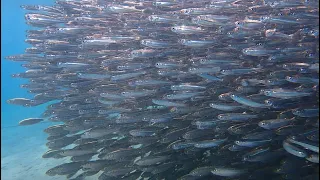 Makadi Bay reefs, Egypt, December 2021