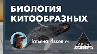 Татьяна Ивкович: "Происхождение и классификация китообразных"