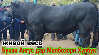 МОЛБОЗОРИ ХУЛБУК НАРХИ БУКАИ АНГУС ГОВИ ШИРТЕ ВА БУКАЧА  г.