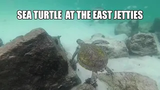 Snorkeling Destin Florida ( EXOTIC FISH AT THE JETTIES )