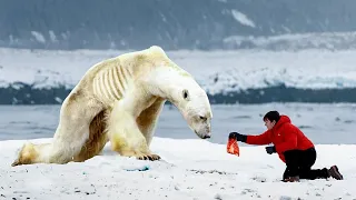 Ein Mann hilft einem hungrigen Eisbären. Du wirst nicht glauben, was dann passiert