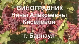 Алтайский край. #Барнаул. 2019 год. #Виноградник Нины Алексеевны Киселевой