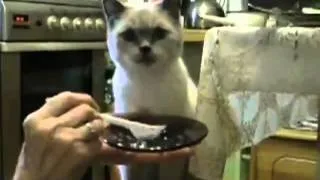 Как правильно кормить кота.flv