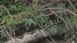 Kingfisher meets snake / Martim-pescador encontra cobra / Eisvogel trifft auf Schlange