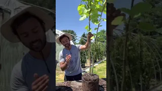 How to transplant Fig Trees In bigger pots