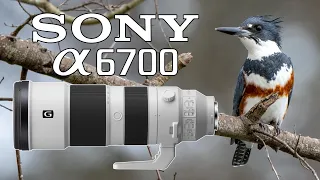 Sony 200-600mm Bird Photography with a6700 Camera!