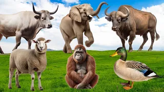 Amazing Sounds of Familiar Animals Around Us: Buffalo, Elephant, Duck, Sheep, Calf - Animal Moments