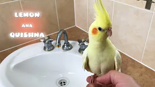 Why my Cockatiels Refused to be Washed