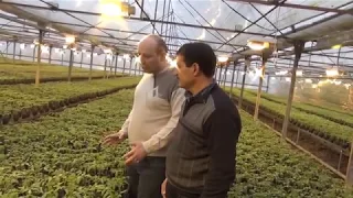 Технология выращивания рассады томата в теплице (08-12-2017)