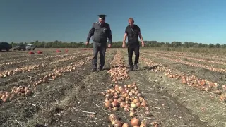 Уборка лука в Ростовской области