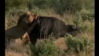 Male lion takes down buffalo, & bulls