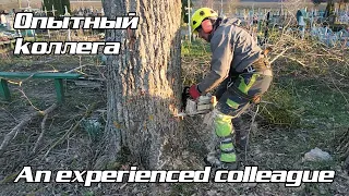 Как срезать тополь при помощи МТМ  How to cut a poplar with the help of a pulling hoist