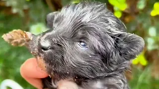 A kind girl became a mother to two stray puppies!