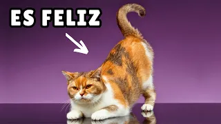 16 señales de que tu gato está MUY FELIZ y saludable