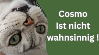 Cosmo: ich wurde als Vampirhase beleidigt!