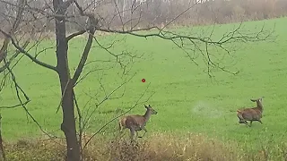 Battue en Pologne shotkam compilation. Cervidés, sanglier, renard et chevreuil Novembre 2021