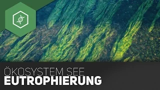 Ökosystem See - Eutrophierung