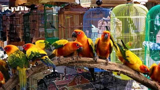 Lalukhet Exotic Parrots Sunday Birds Market Latest Video