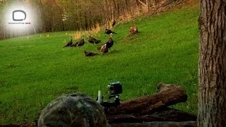 D365: Arkansas Turkey Hunting