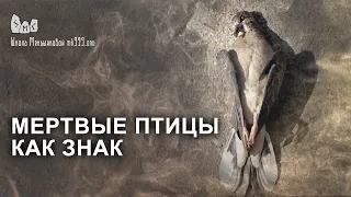 Мертвые птицы как знак