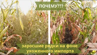 ШОК! ПОЛНОЕ НЕУВАЖЕНИЕ К ОТЕЧЕСТВЕННОЙ СЕЛЕКЦИИ КУКУРУЗЫ (СМОТРЕТЬ ДО КОНЦА)